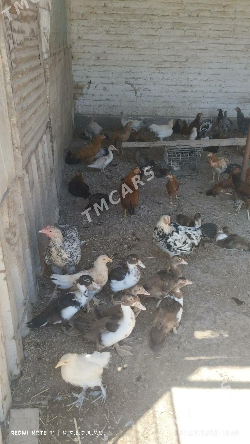 ТОВУК   ИНДЮК - Türkmenabat - img 2