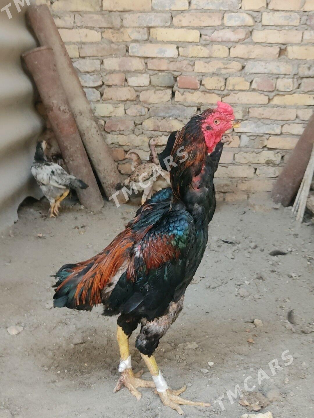 horaz - Çärjew - img 2