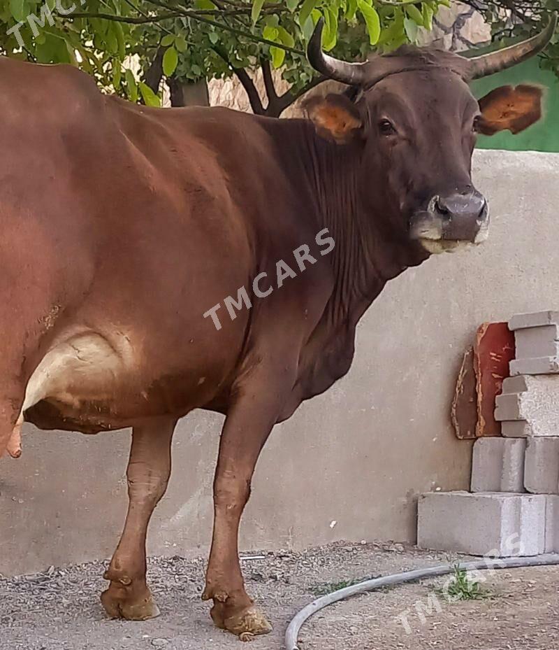 TOHUM BOGOZ ŞİWİT SYGYR - Bäherden - img 2