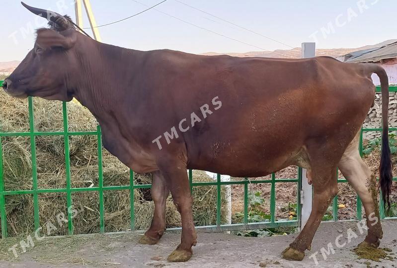 TOHUM BOGOZ ŞİWİT SYGYR - Bäherden - img 10