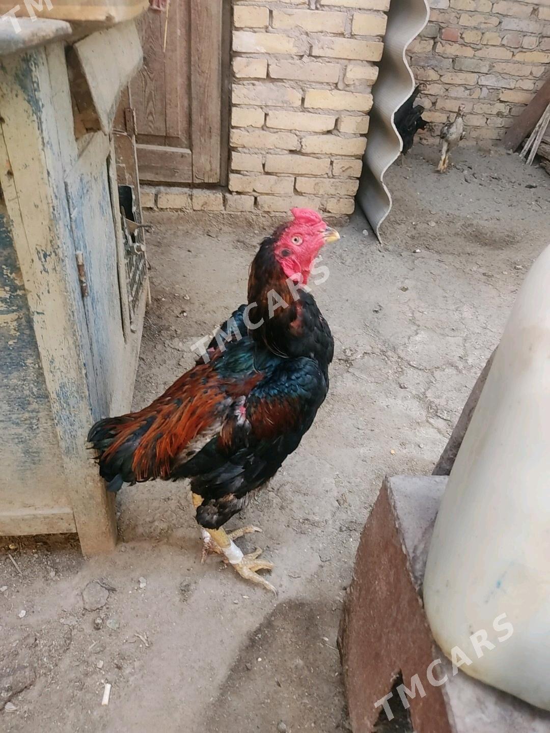 horaz - Çärjew - img 3
