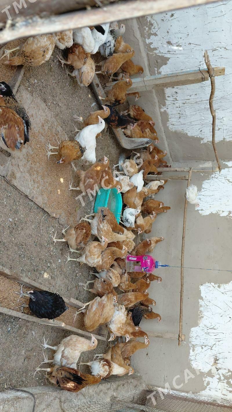 juje - Aşgabat - img 6
