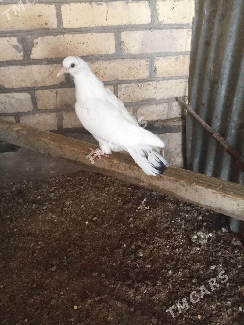 kepder - Çärjew - img 2