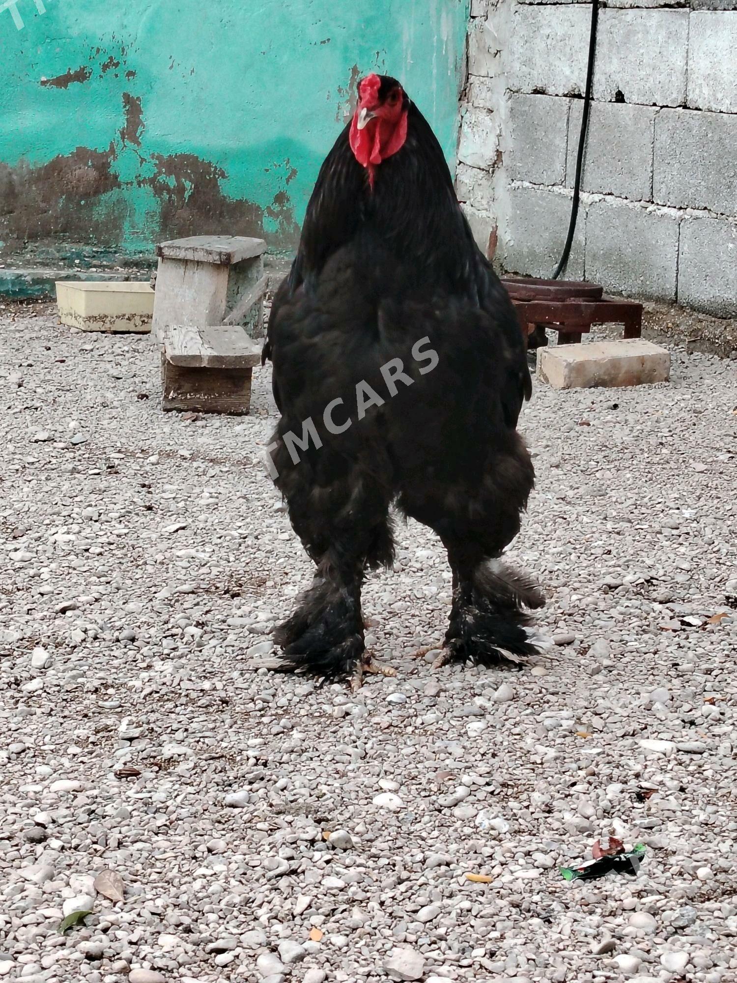 Gara Brama - Balkanabat - img 2