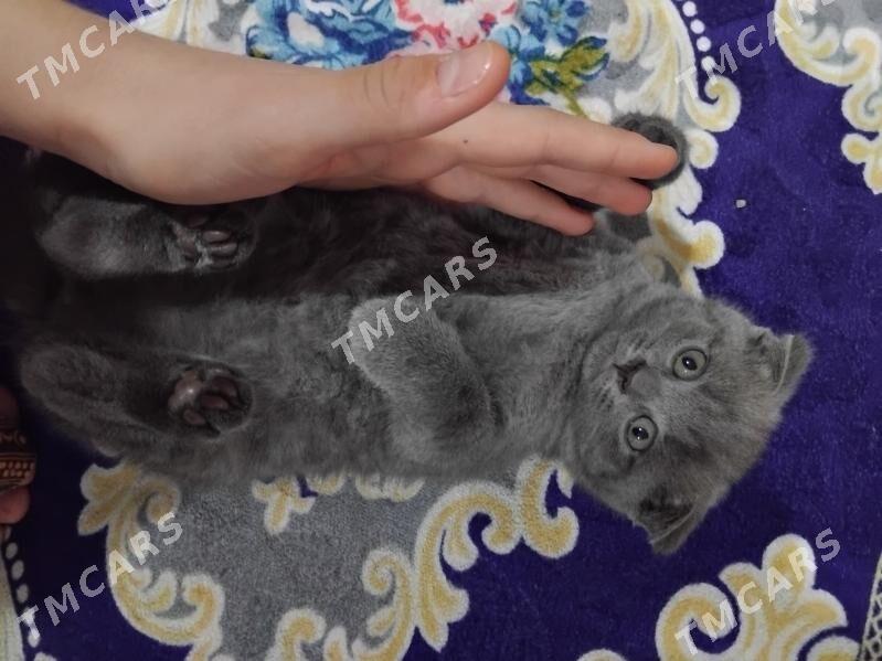 шотландский котёнок - Köneürgenç - img 2