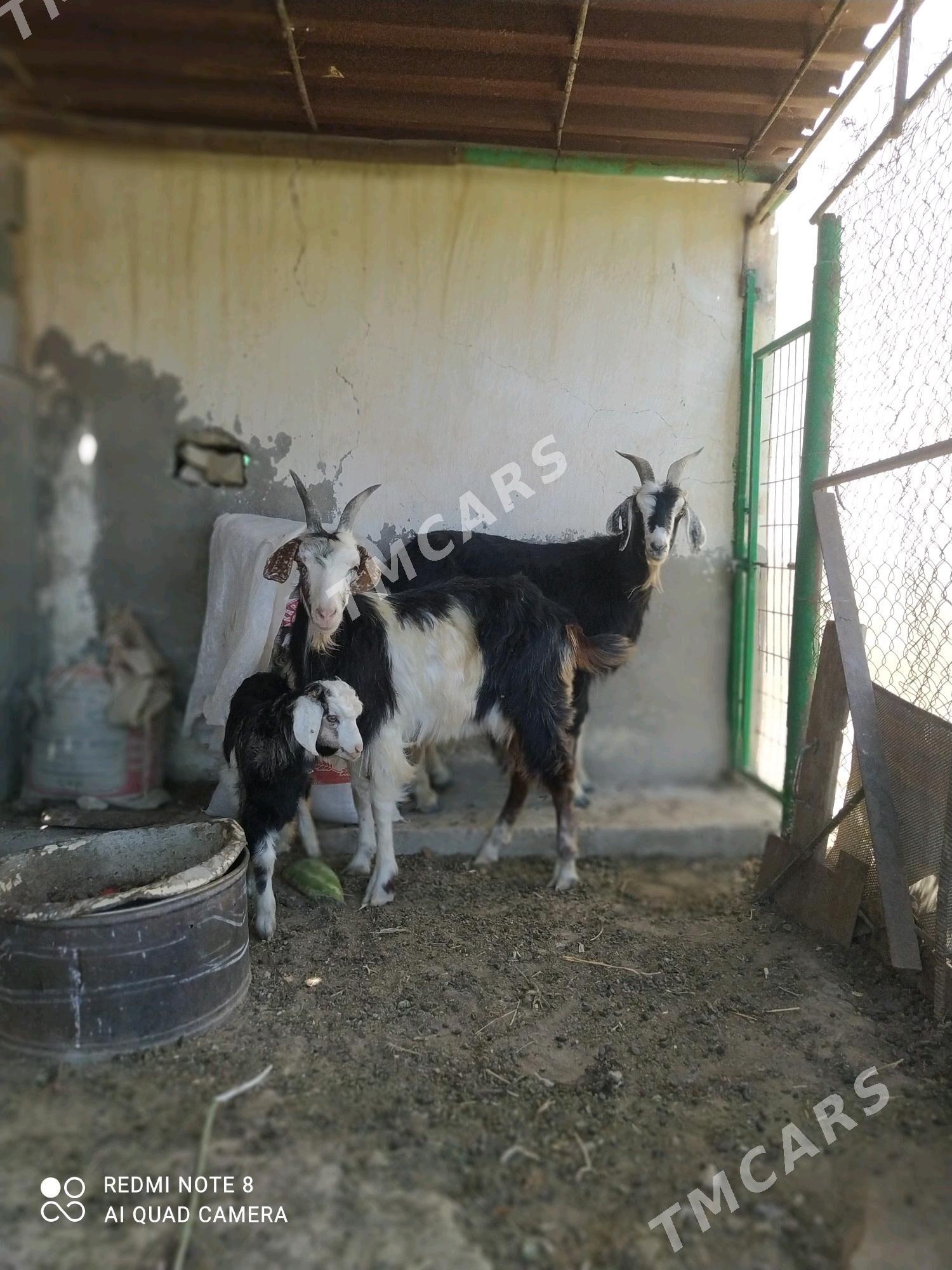 Geçi owlakly geçi. - Balkanabat - img 2
