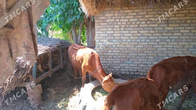 saglyk sygyr ve gunajyn - Saýat - img 5