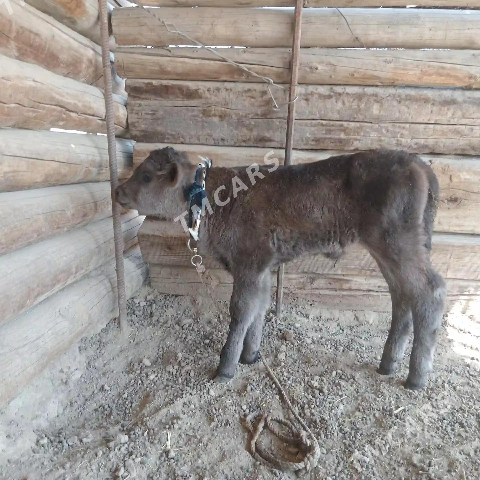 Sygyr we ökiz - Kaka - img 2