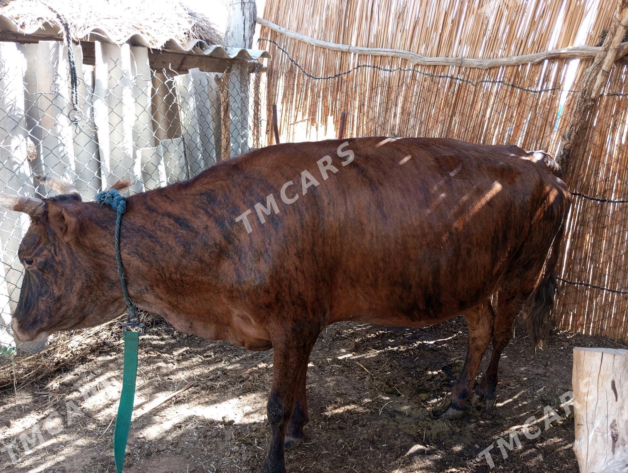 sygyr bilen öküz - Сакарчага - img 3