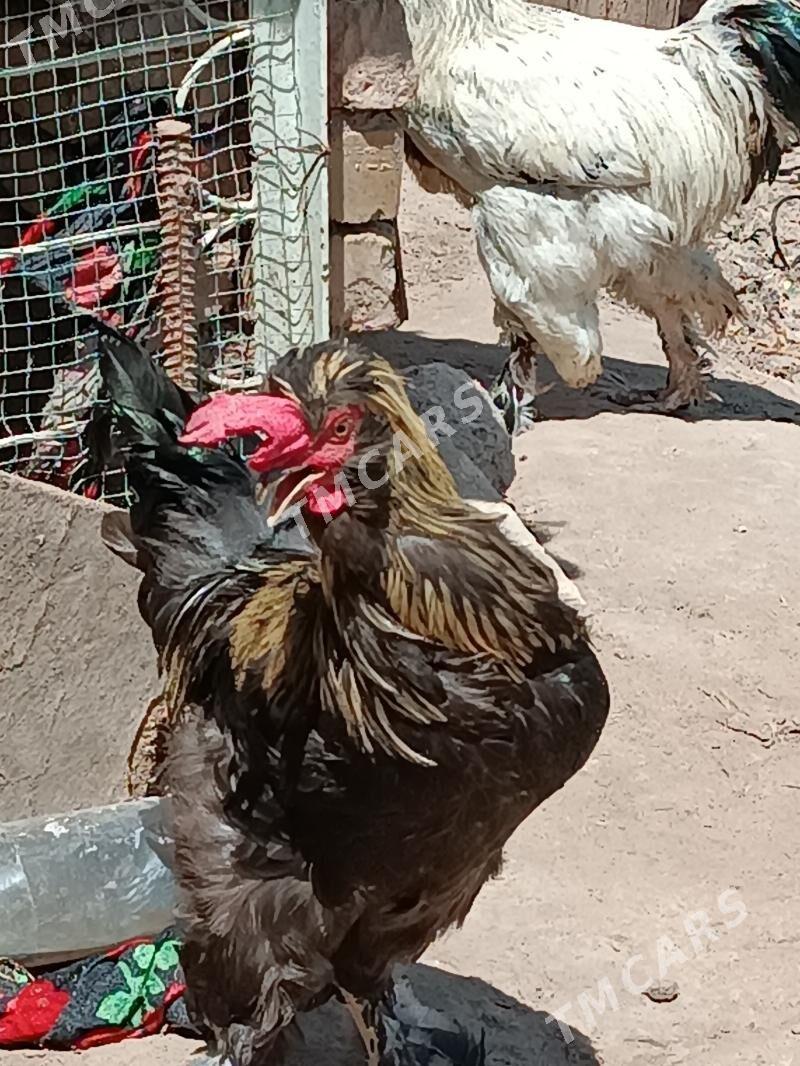 horaz - Çärjew - img 2