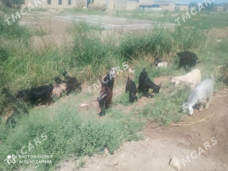 Geçiler - Türkmenabat - img 2