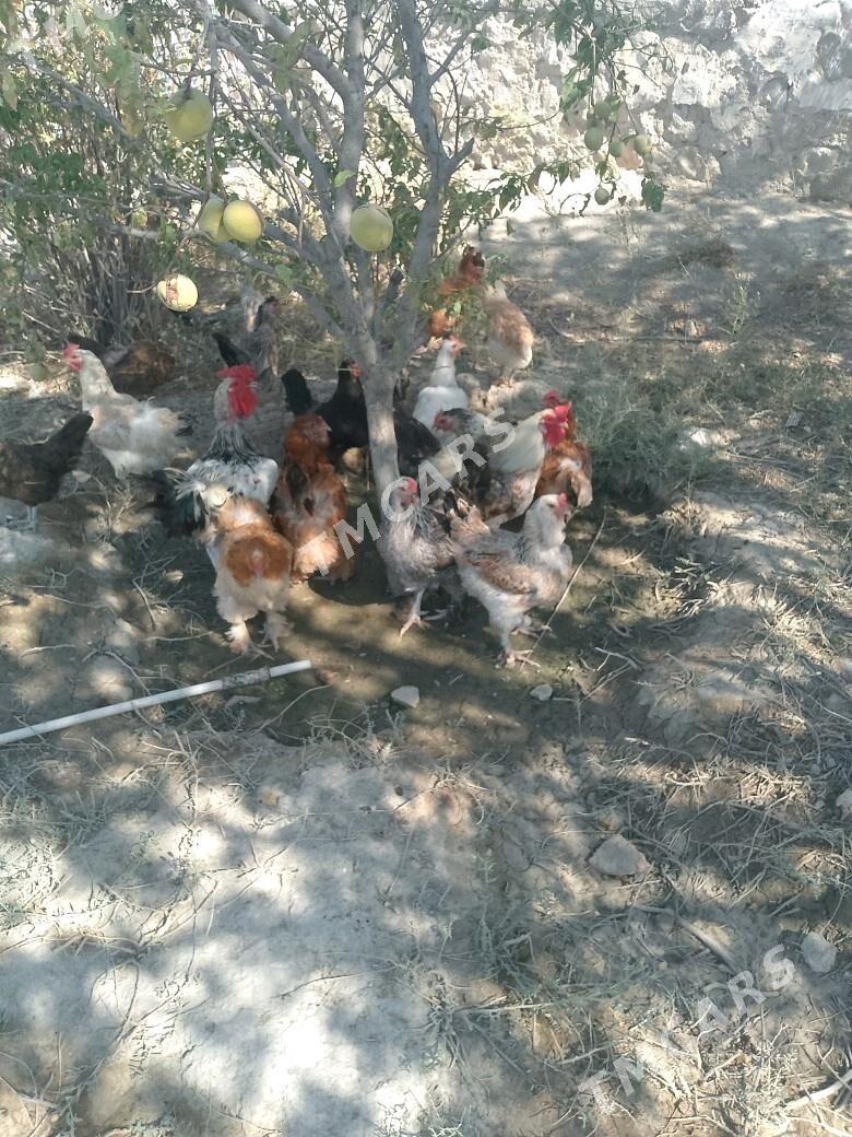 Tawuk - Bereket - img 3