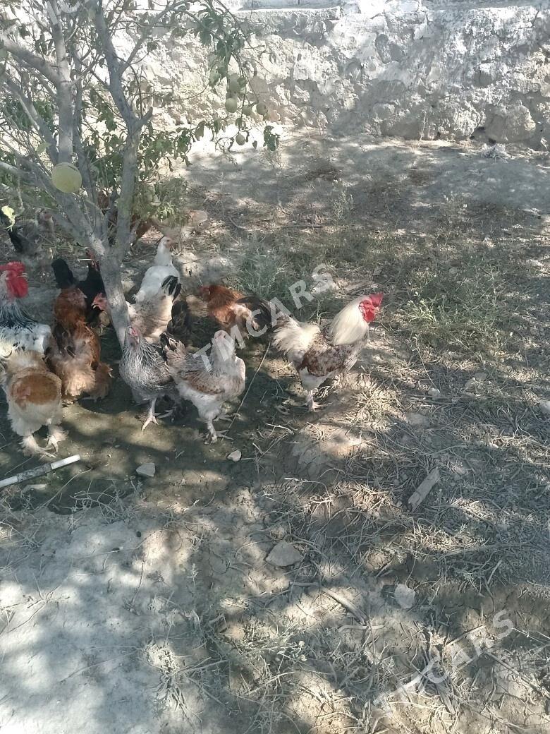 Tawuk - Bereket - img 2