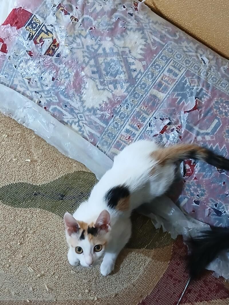 домашние котята 1,5 месяца - Aşgabat - img 9