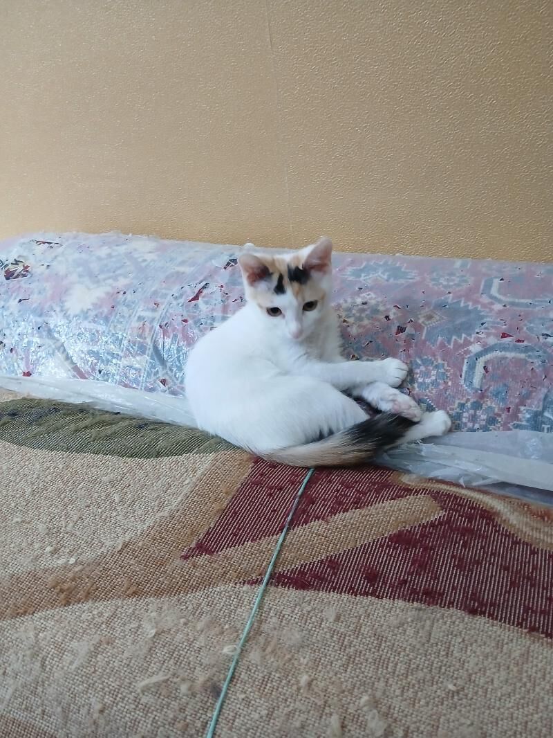 домашние котята 1,5 месяца - Aşgabat - img 8