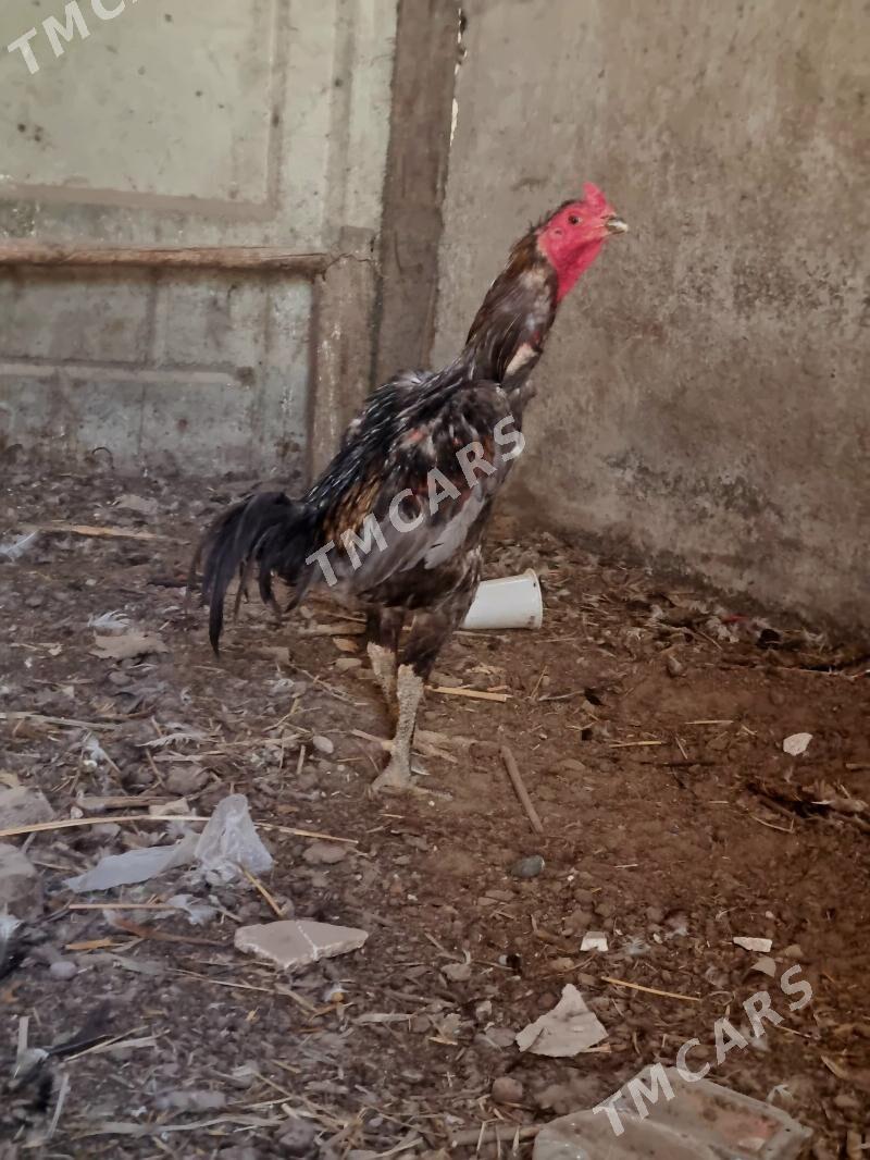 HORAZ - Türkmenabat - img 2