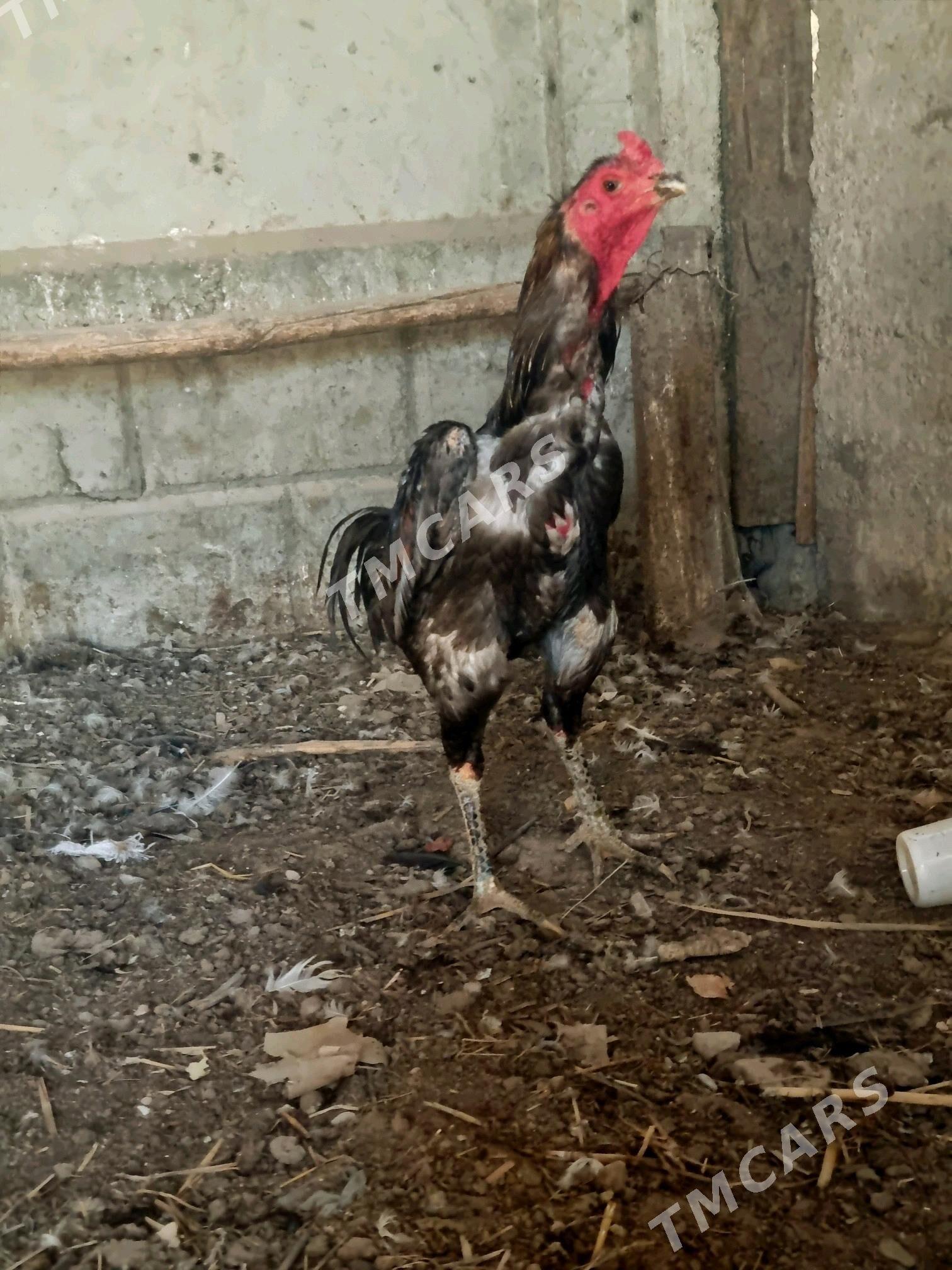 HORAZ - Türkmenabat - img 3
