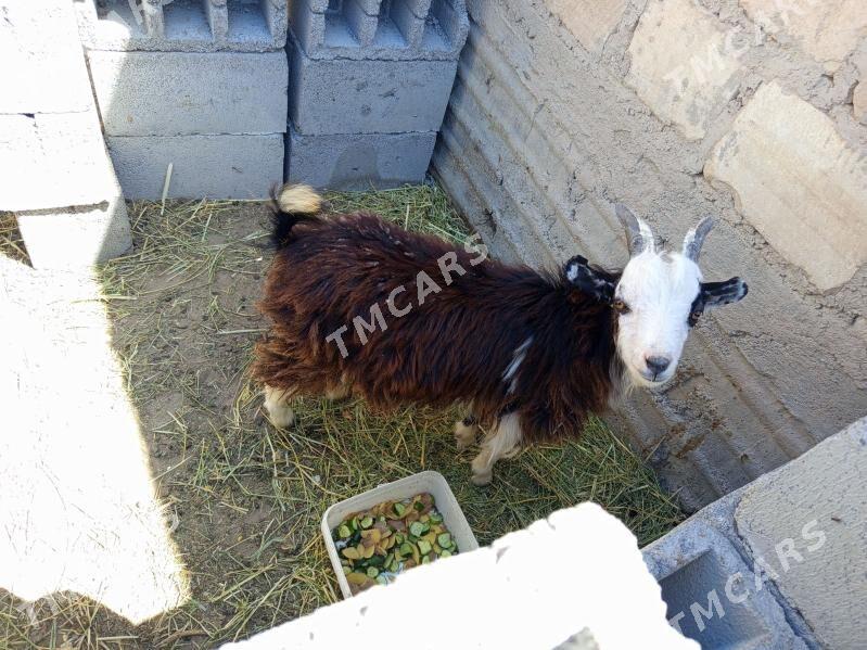 Çebiş - Gumdag - img 2