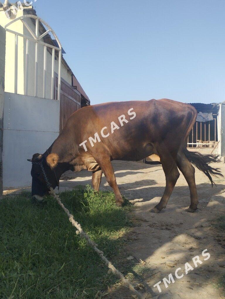sygyr - Bagyr - img 2