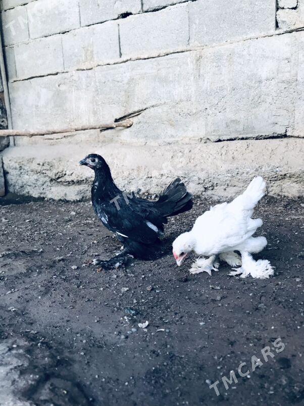 karlyk juje - Aşgabat - img 3