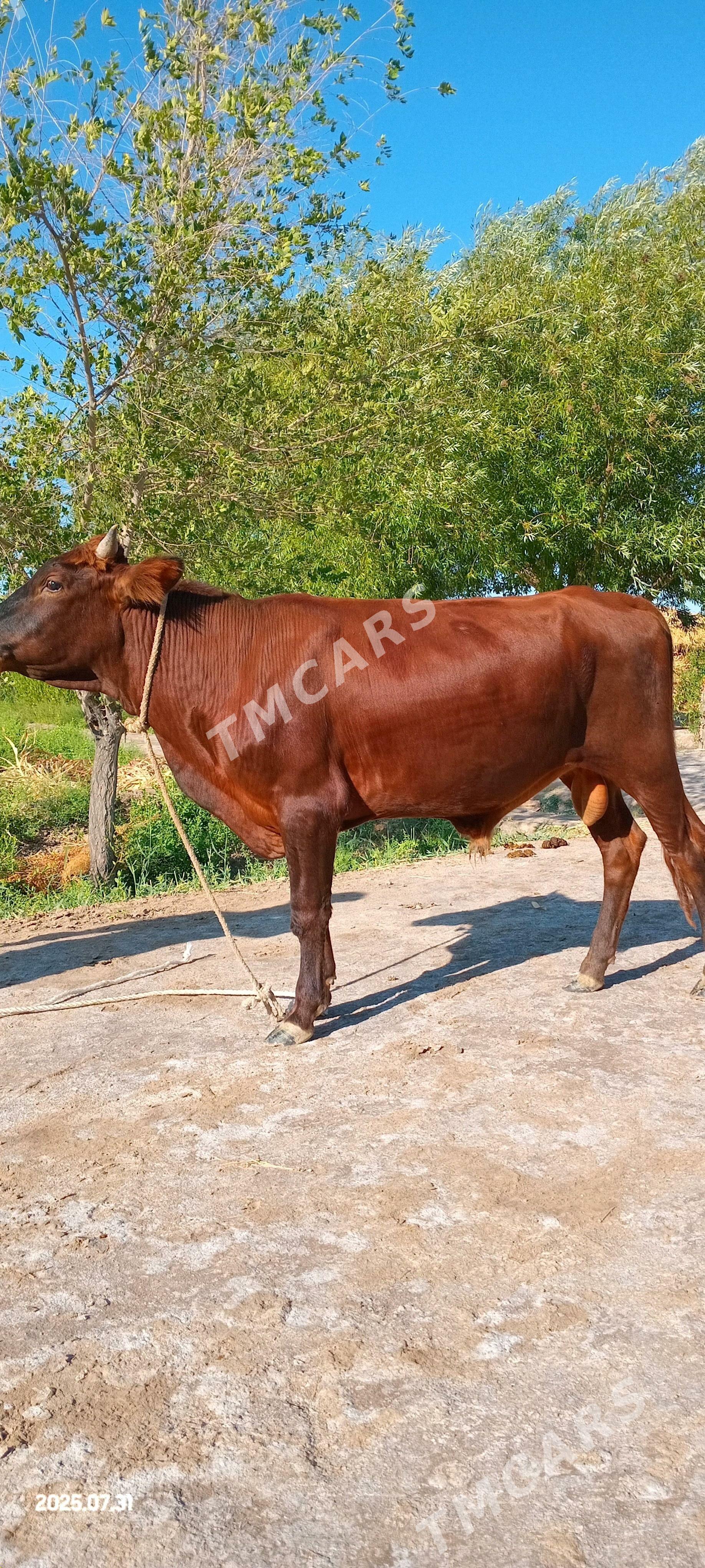 Ökuzler - Köneürgenç - img 3