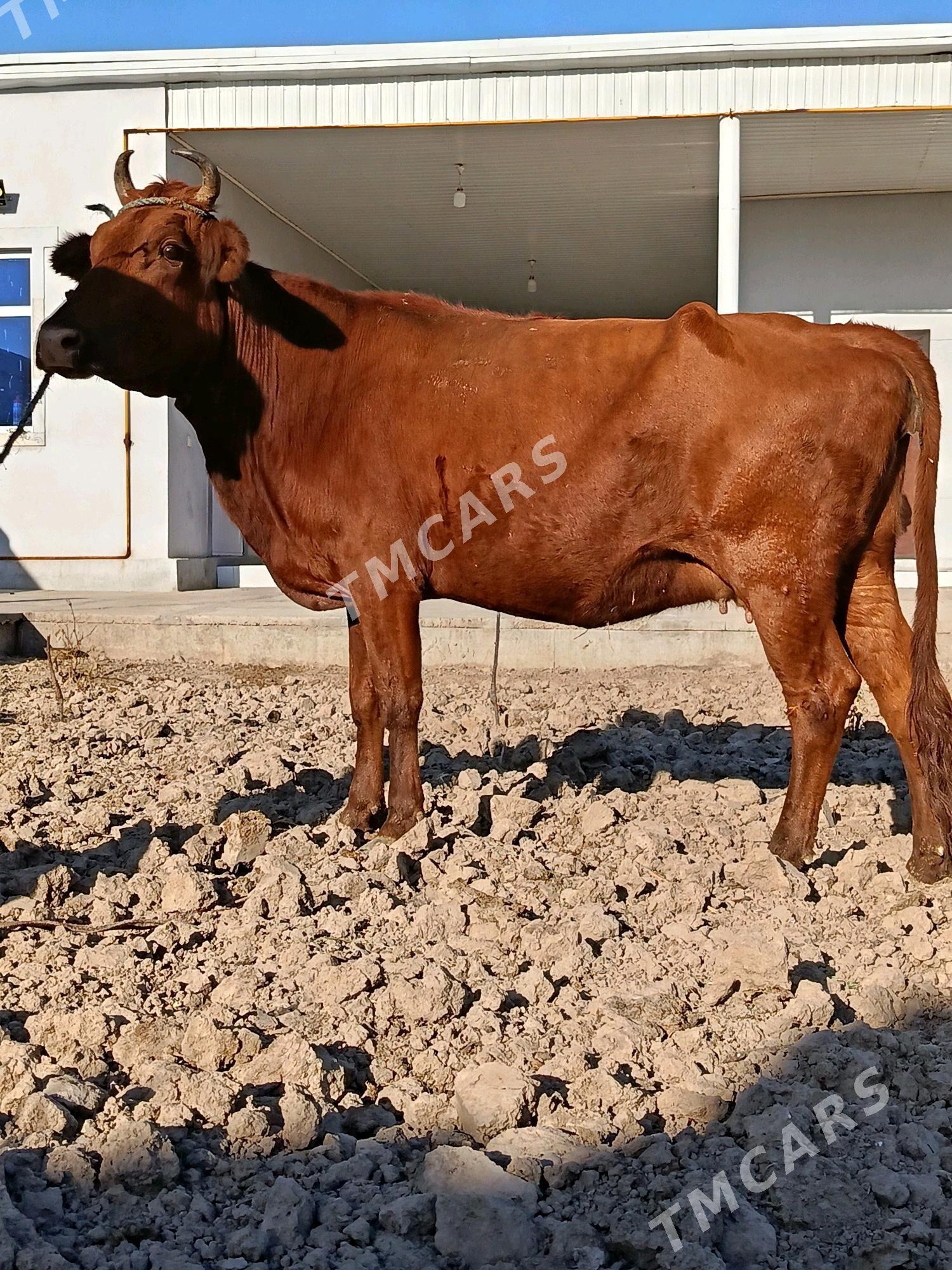 bogaz. sygyr - Türkmenabat - img 3