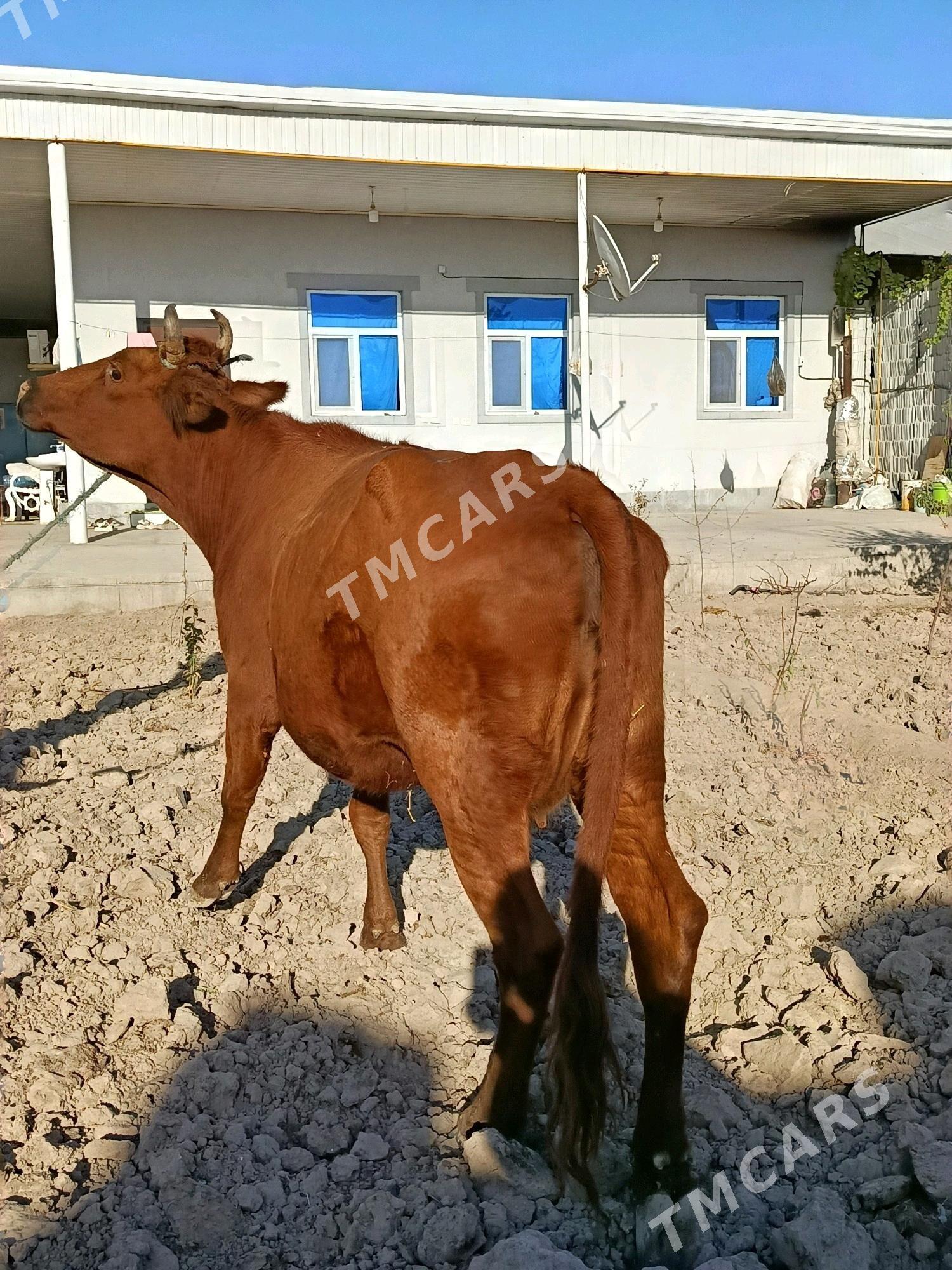 bogaz. sygyr - Türkmenabat - img 2