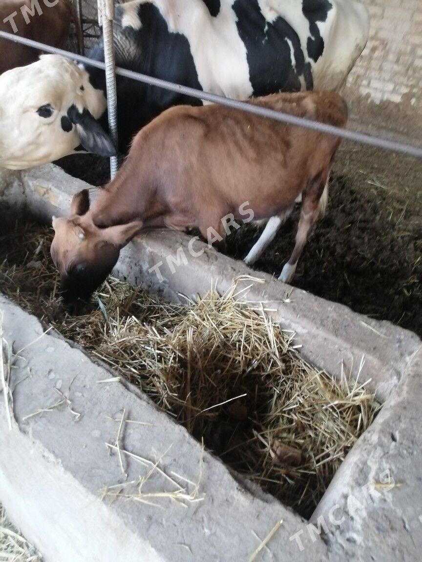 Окузче - Çärjew - img 3