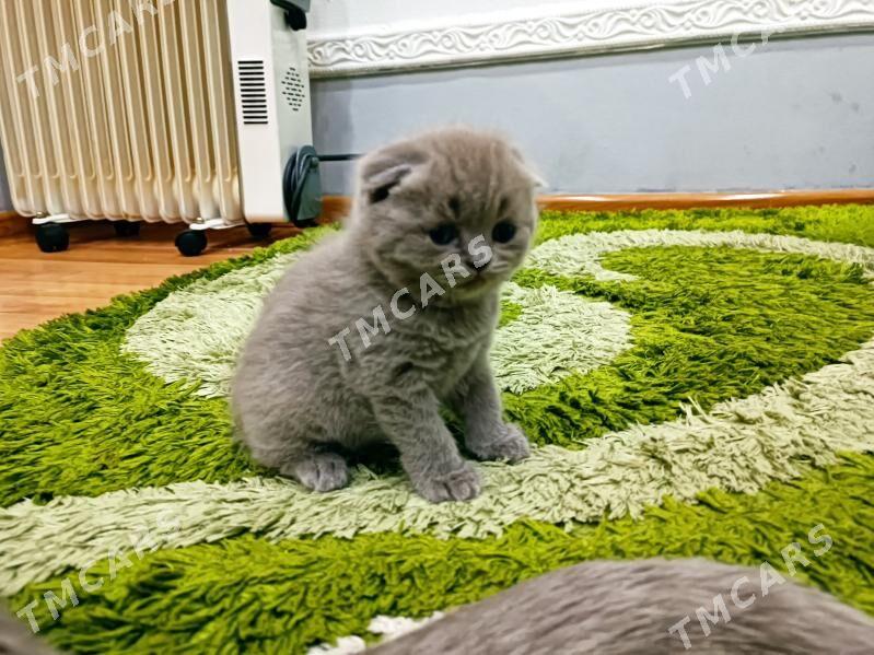 шотландские котята - Ашхабад - img 4