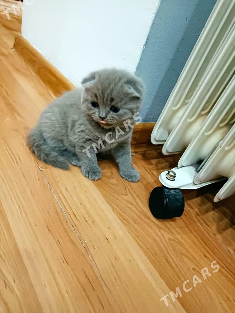 шотландские котята - Ашхабад - img 5