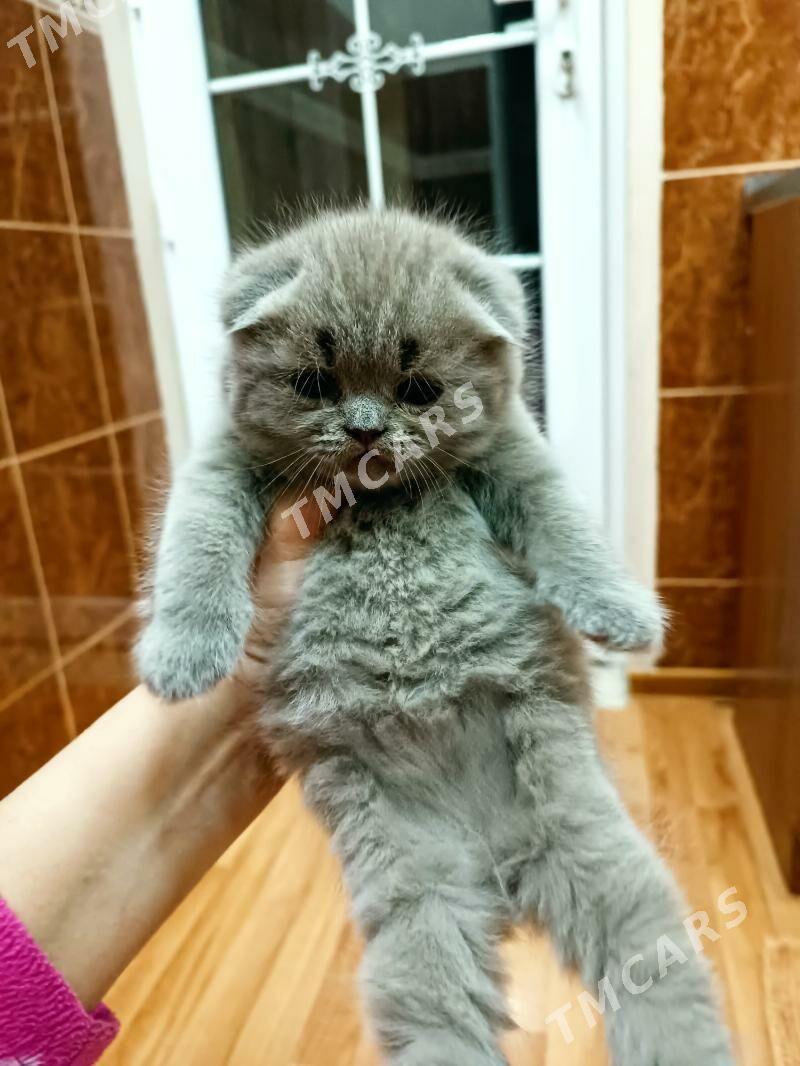 шотландские котята - Ашхабад - img 3