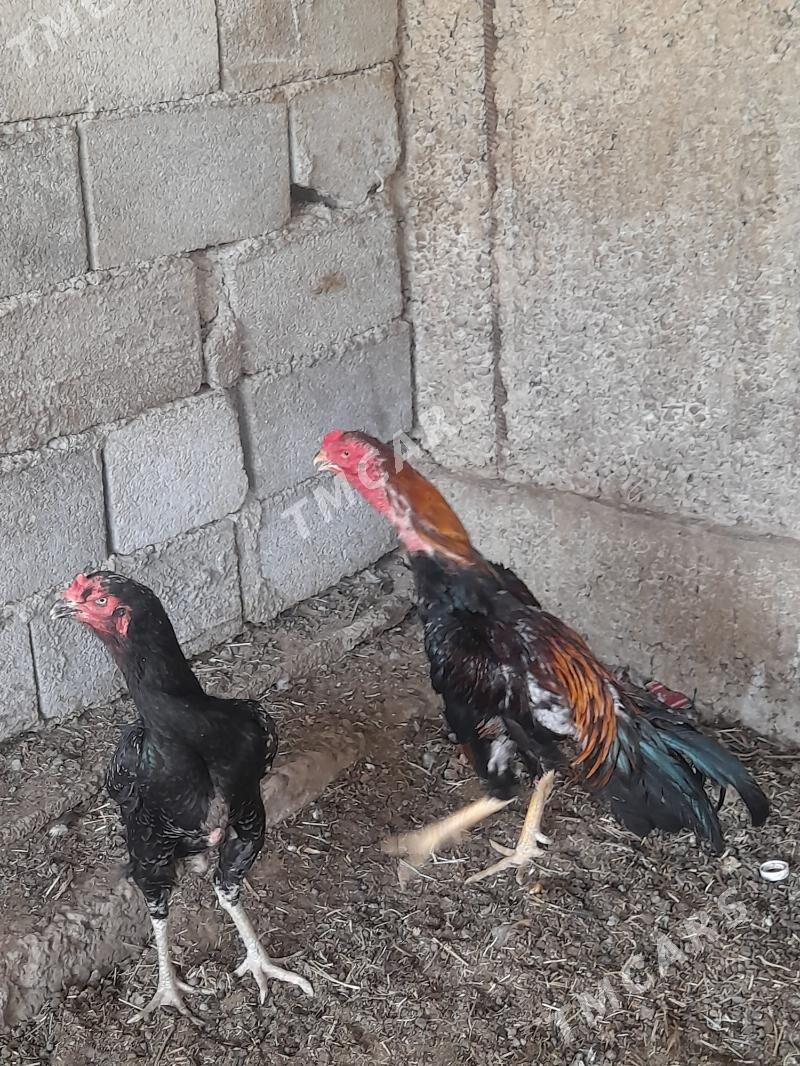 taşkent - Büzmeýin - img 3