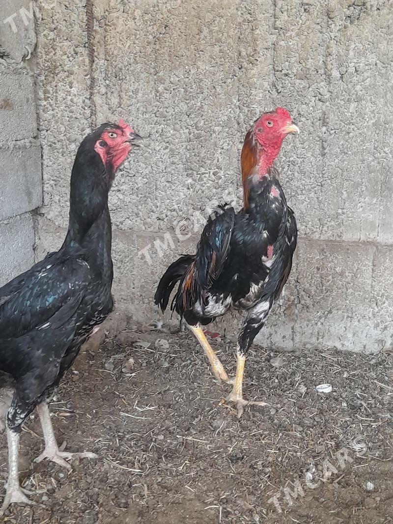 taşkent - Büzmeýin - img 2