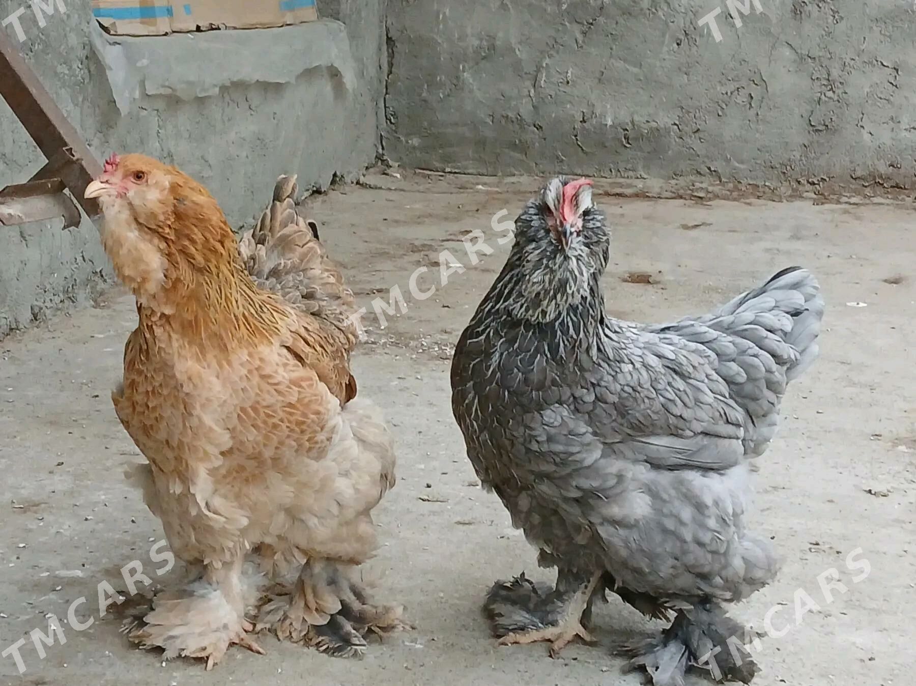 Brama Horaz - Aşgabat - img 4