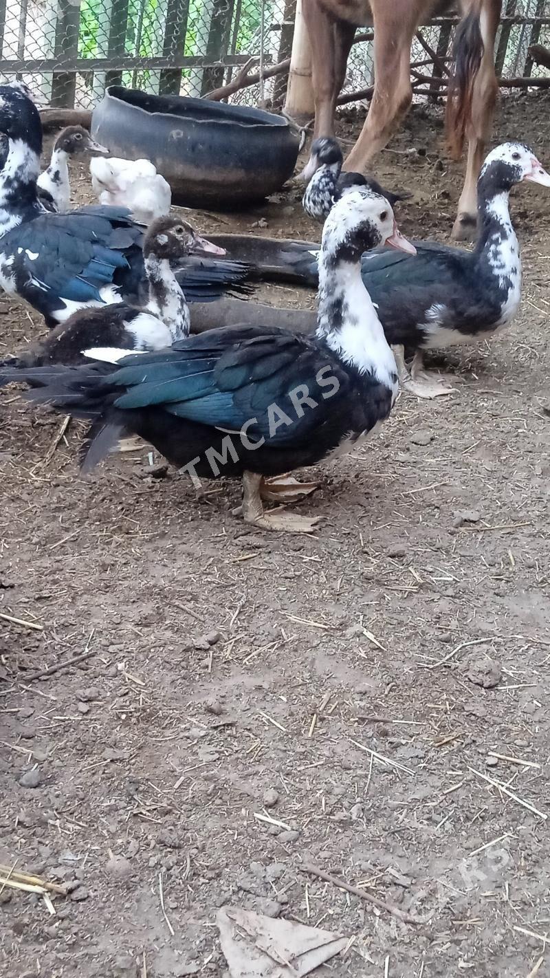 induşka - Daşoguz - img 3
