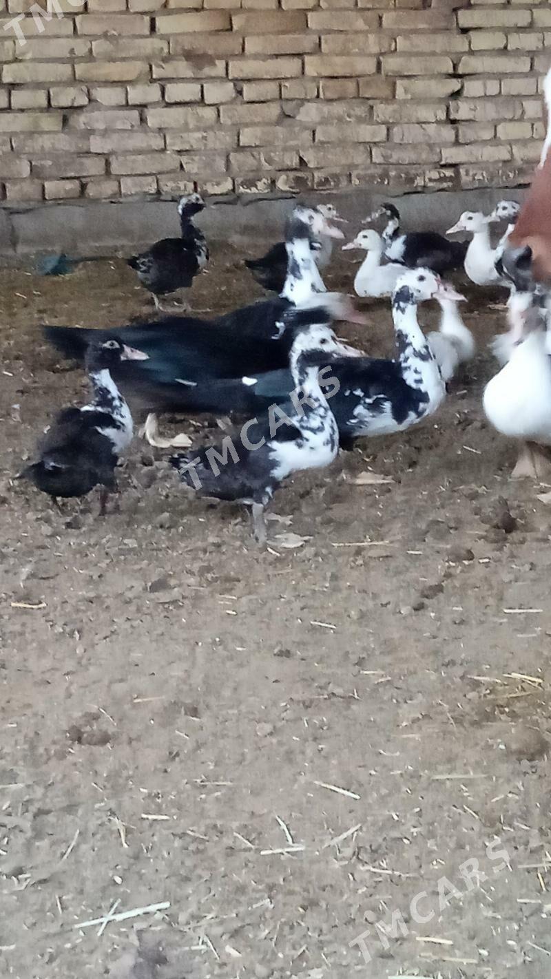 induşka - Daşoguz - img 2