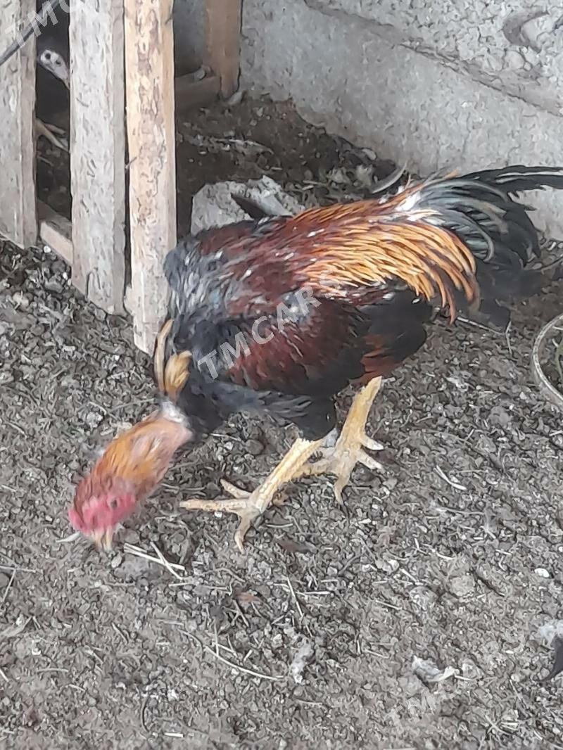 taşkent - Büzmeýin - img 2