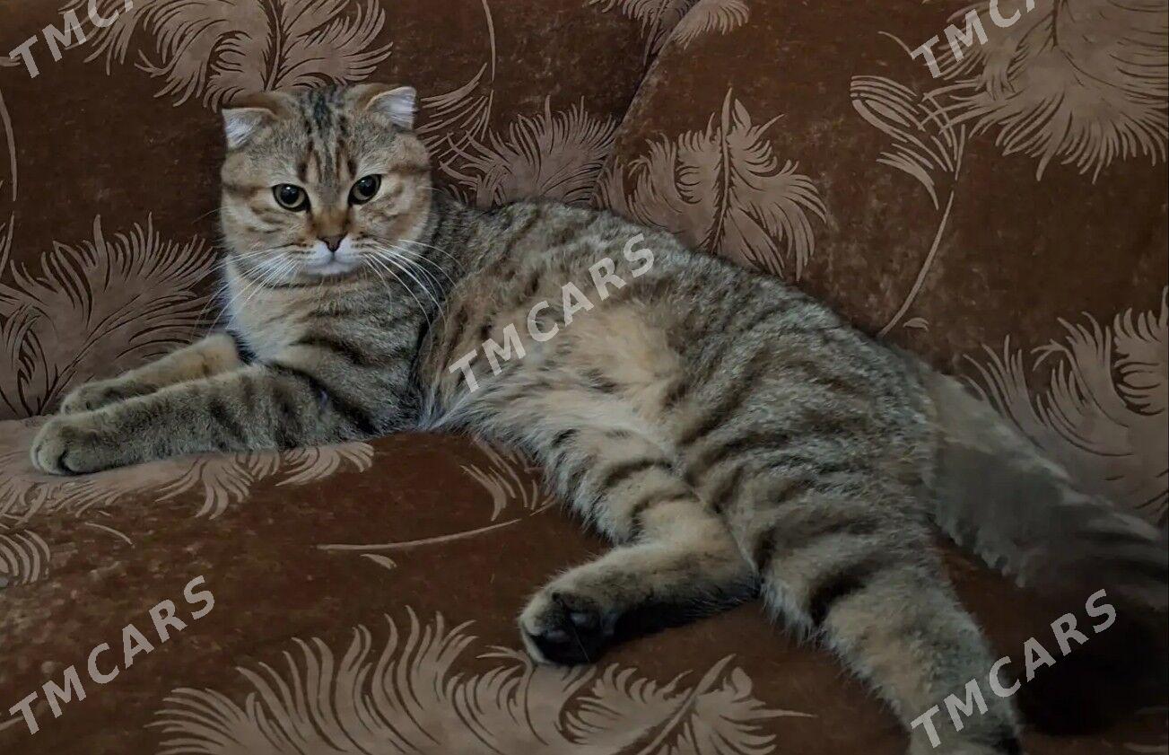 пишик кот - Daşoguz - img 2