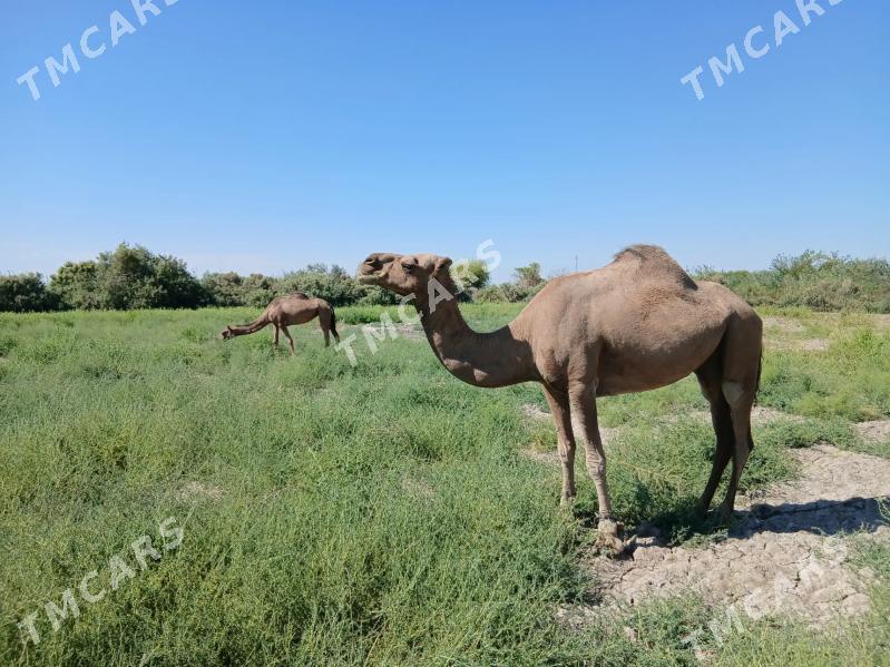 duye - Boldumsaz - img 2