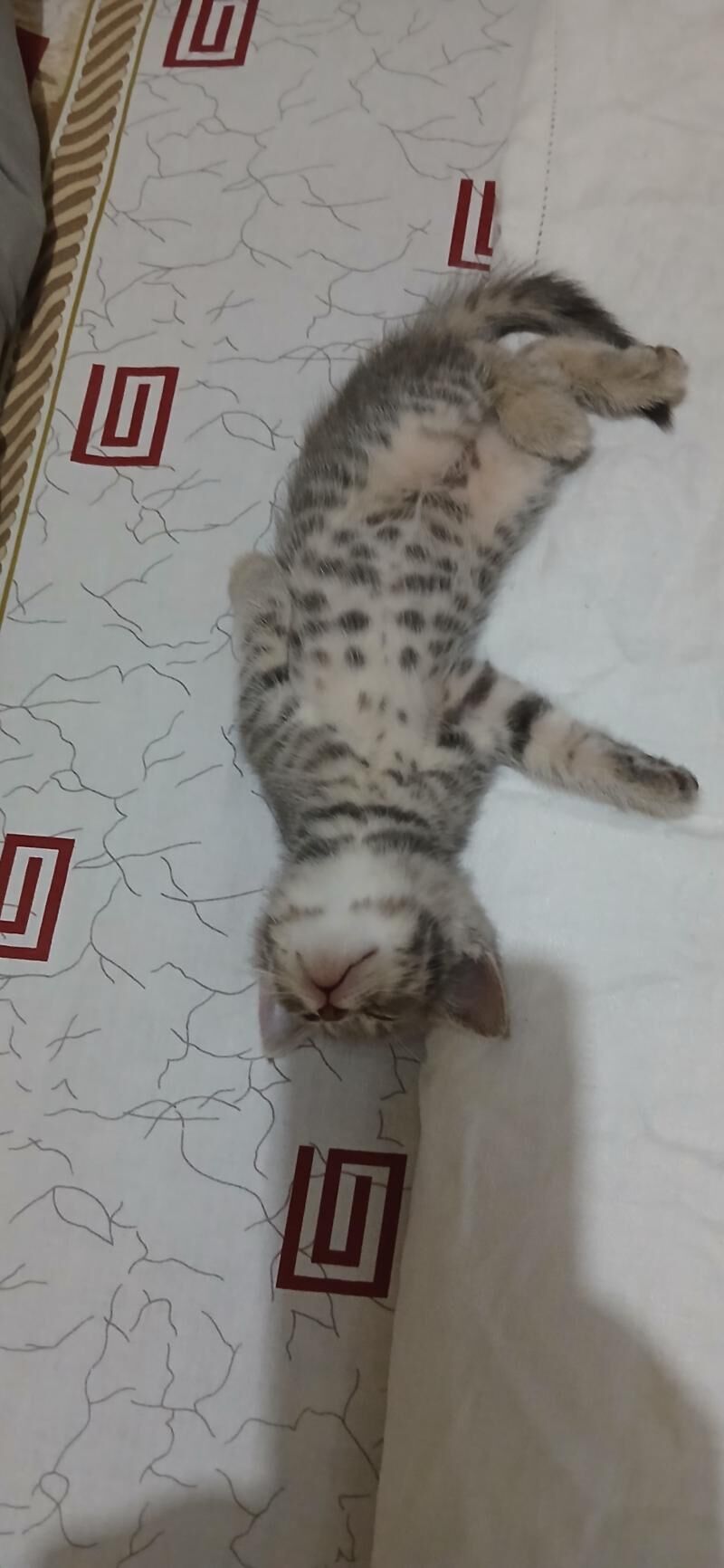 кошки домашние - Ашхабад - img 4