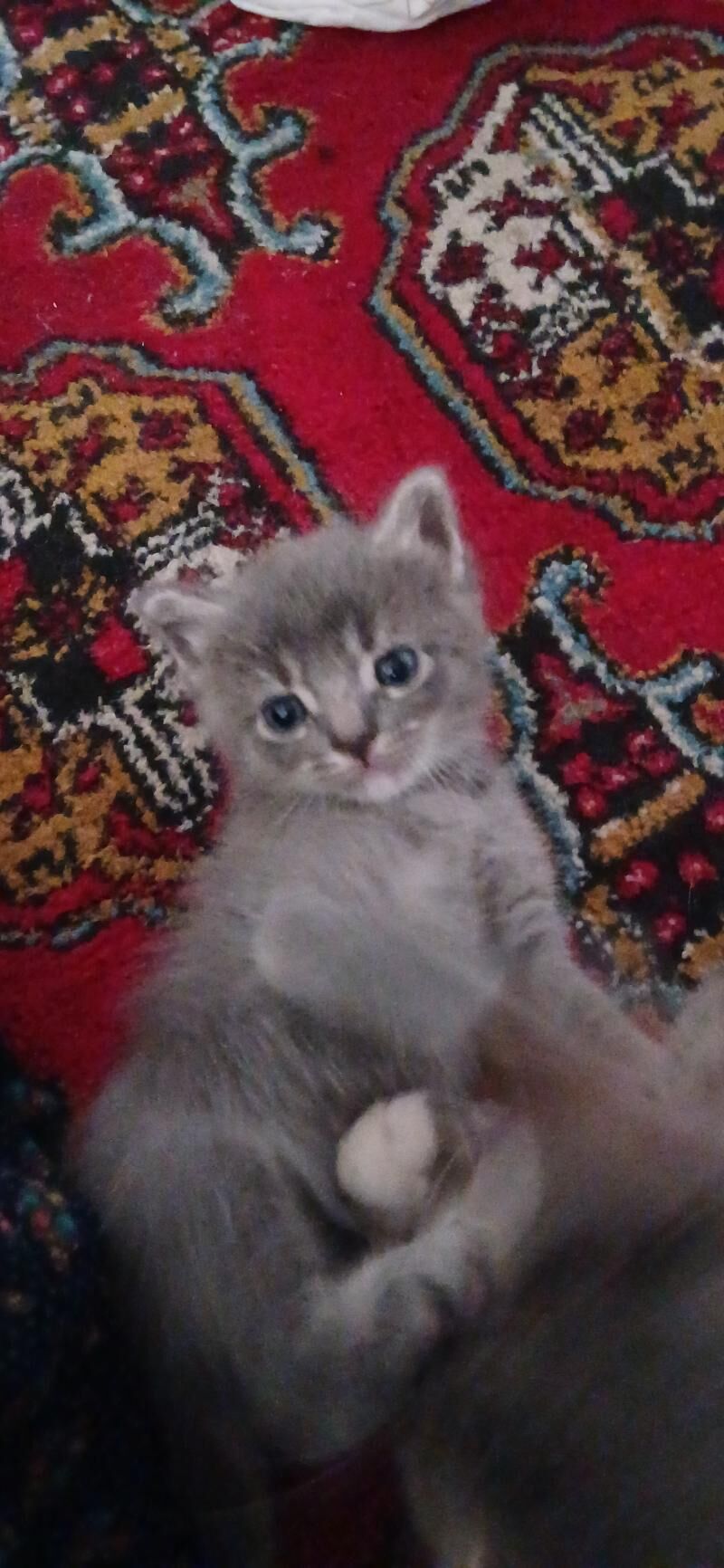 кошки домашние - Ашхабад - img 5