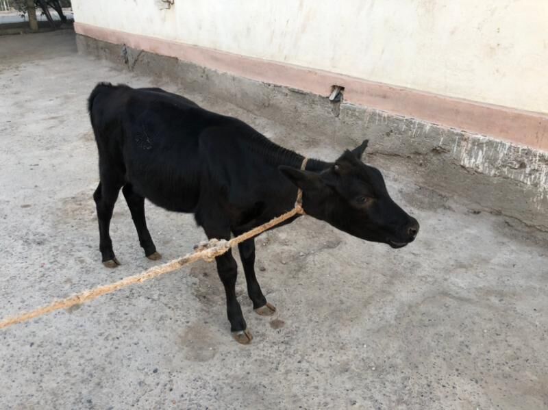 gulajynlar - Sakar - img 3