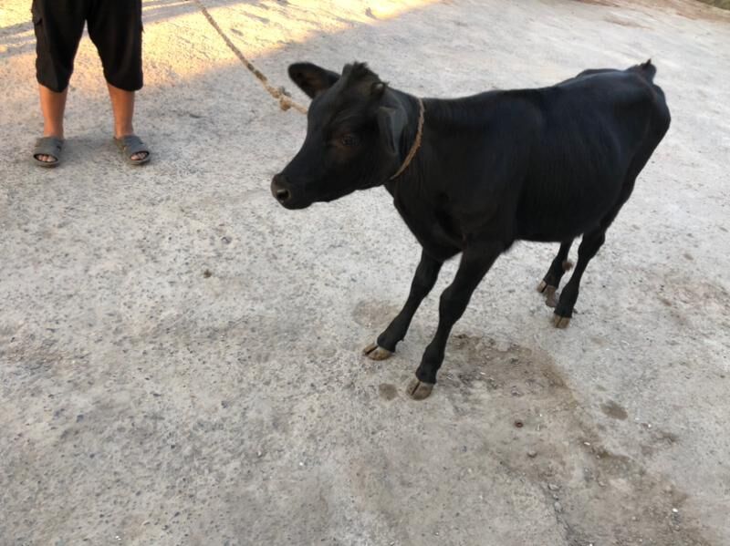 gulajynlar - Sakar - img 2