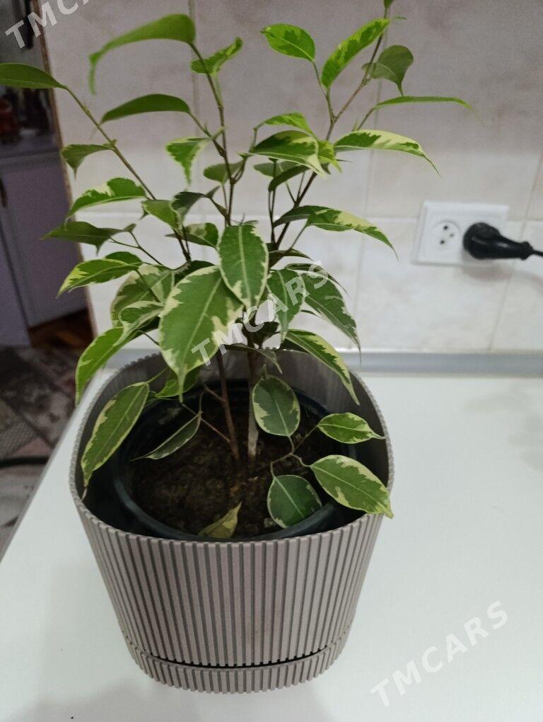 Фикус Бенжамина голд - 30 mkr - img 2