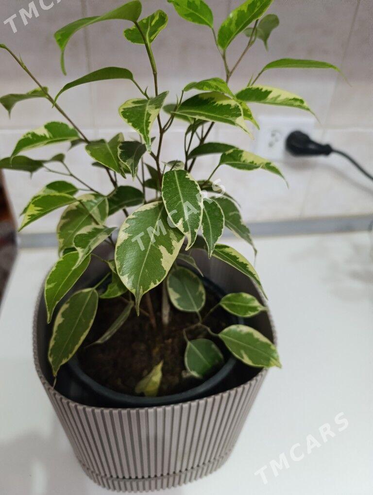 Фикус Бенжамина голд - 30 mkr - img 6