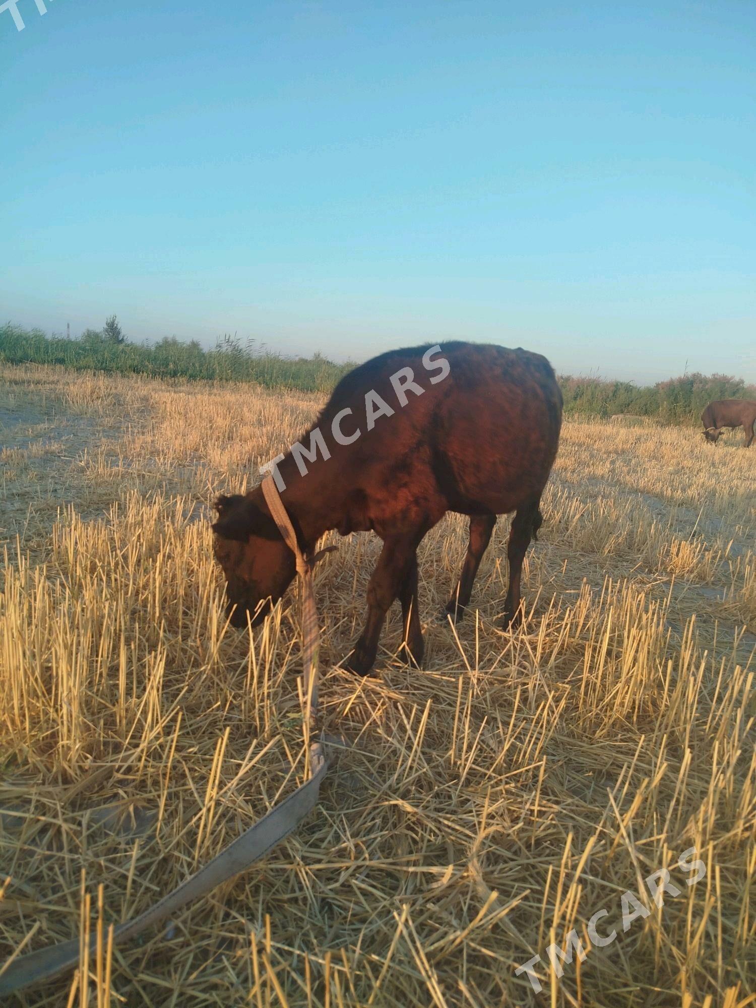 Gaçar - Gubadag - img 2