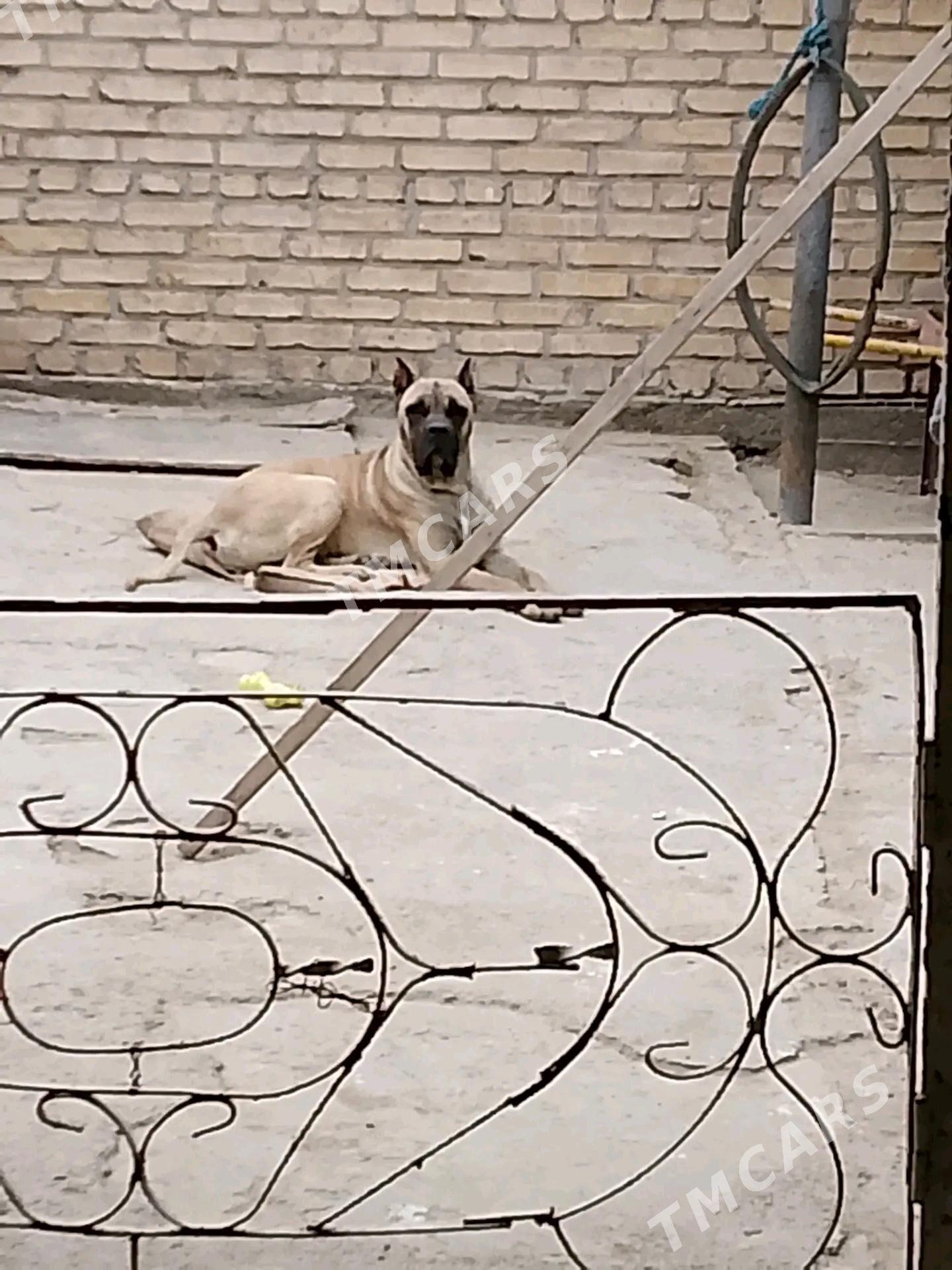 СОБАКА - Türkmenabat - img 2