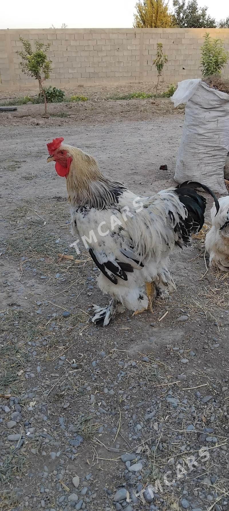 towuk - Gökdepe - img 2