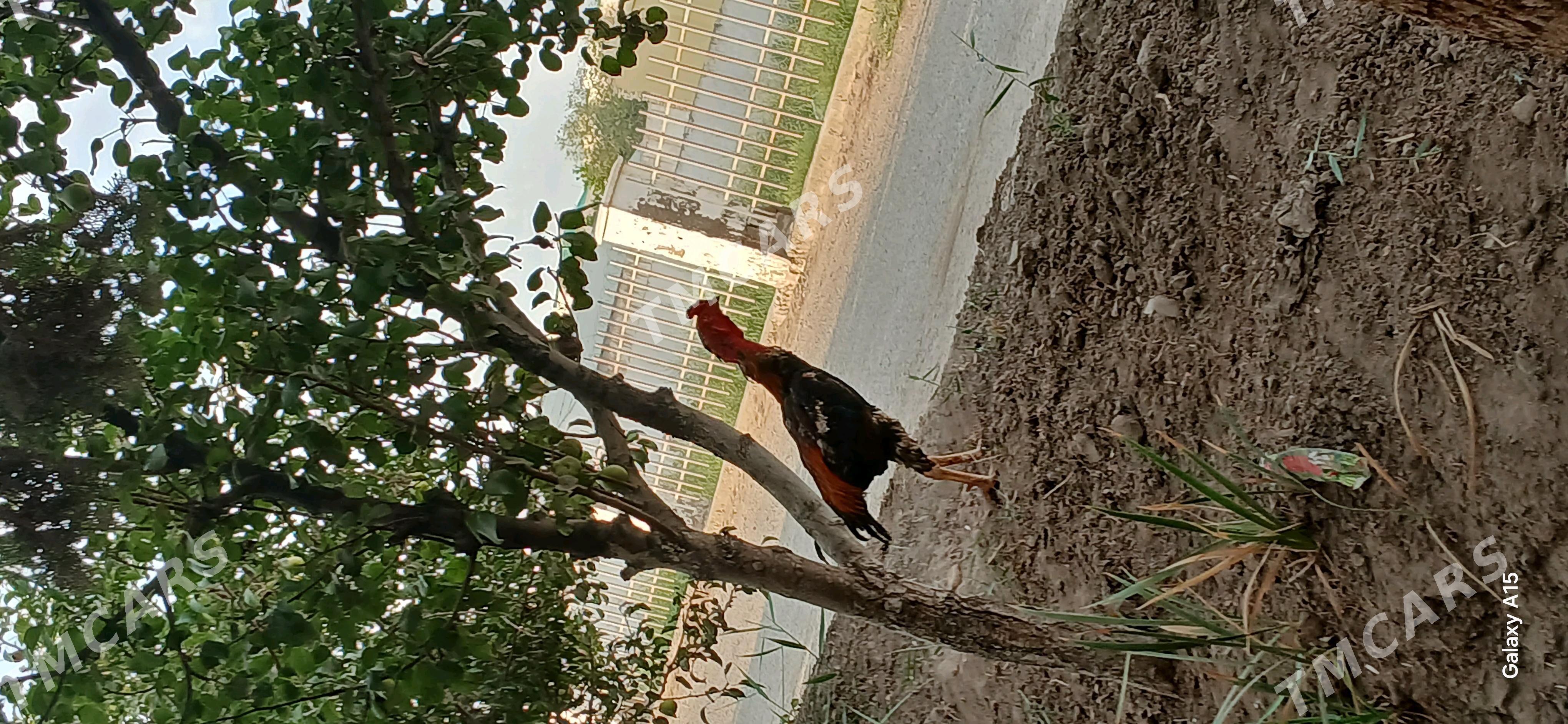 horaz - Daşoguz - img 2