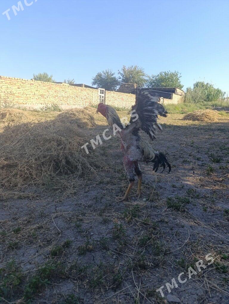 horaz - Saýat - img 2